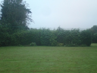 Tree crown reduction - After